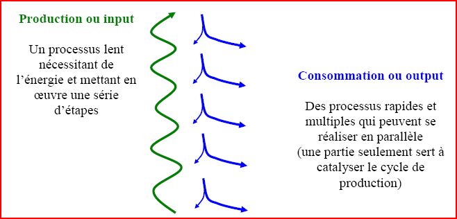 Cycle production consommation