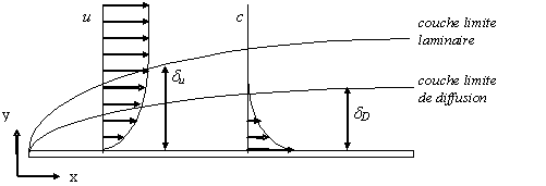 Couches limites hydrodynamique et massique